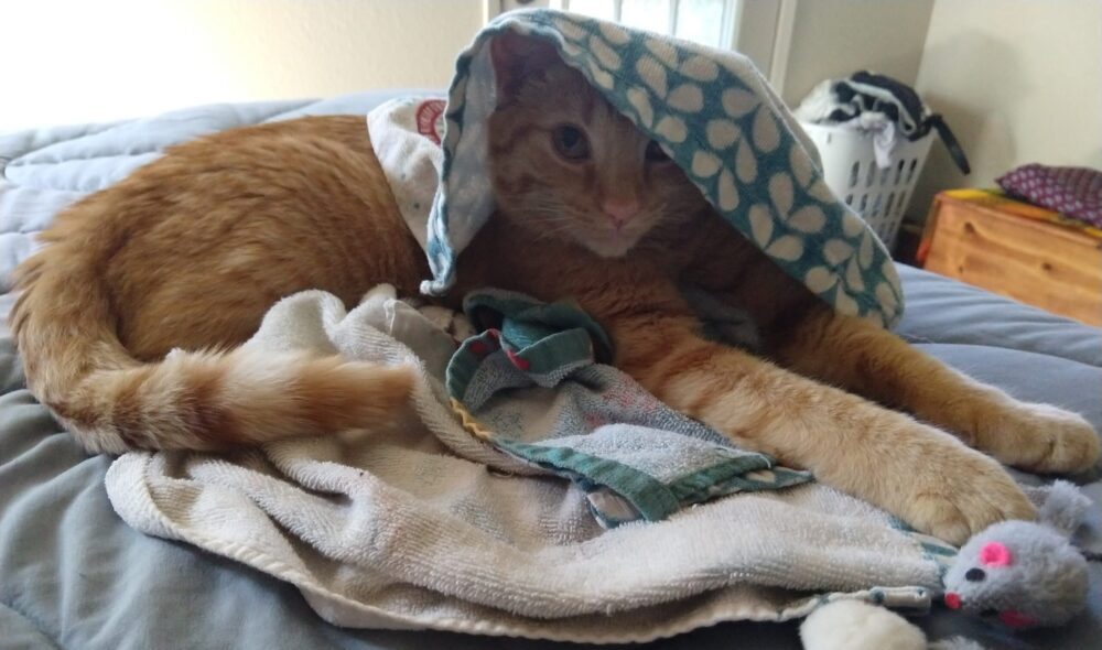 Fritz the cat lounging in a pile of kitchen towels, with one draped over his head that he is peeking out from under