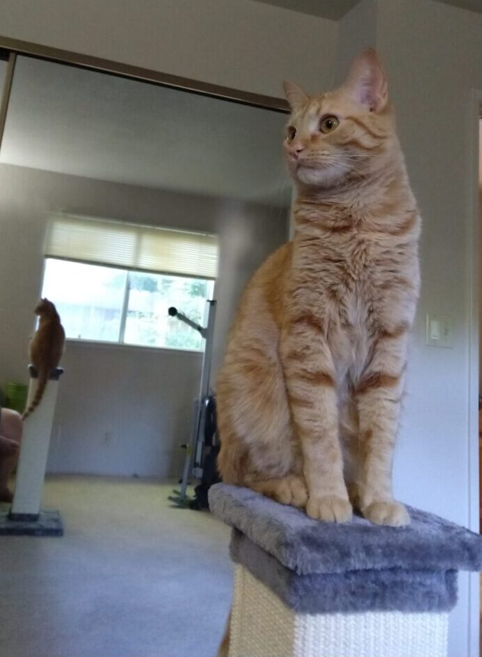 Fritz sitting on top of the new scratching post