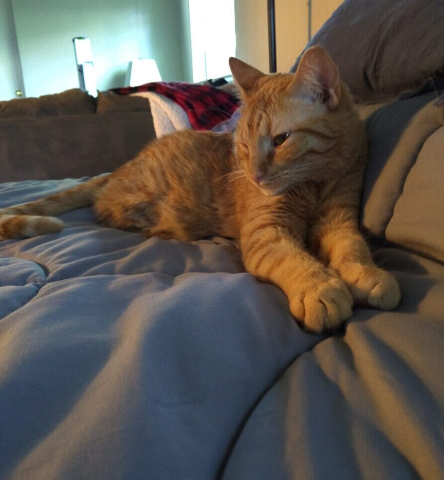 Fritz the cat lounging on the bed with his front legs extended in front of him