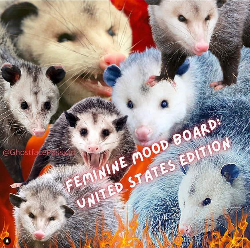 a collage of screaming opossums that says "Feminine mood board: United States Edition"