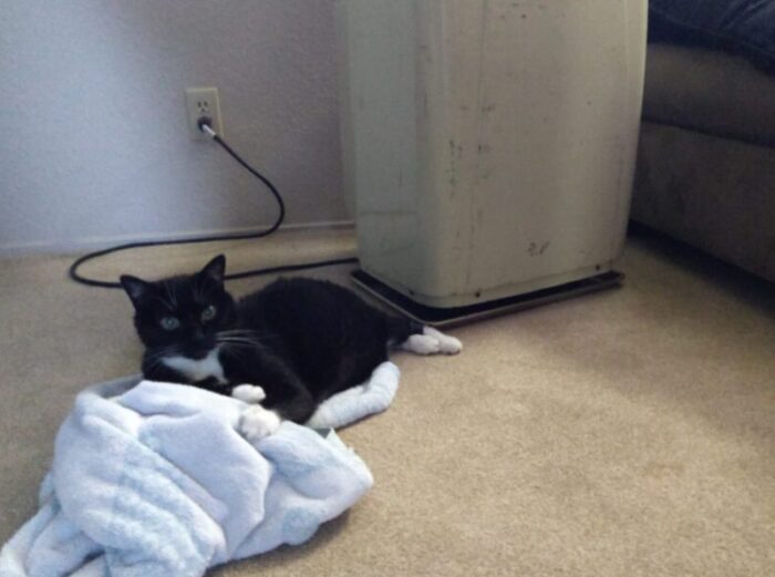 Huey the cat lounging on a towel next to a large, portable air conditioning unit in our bedroom