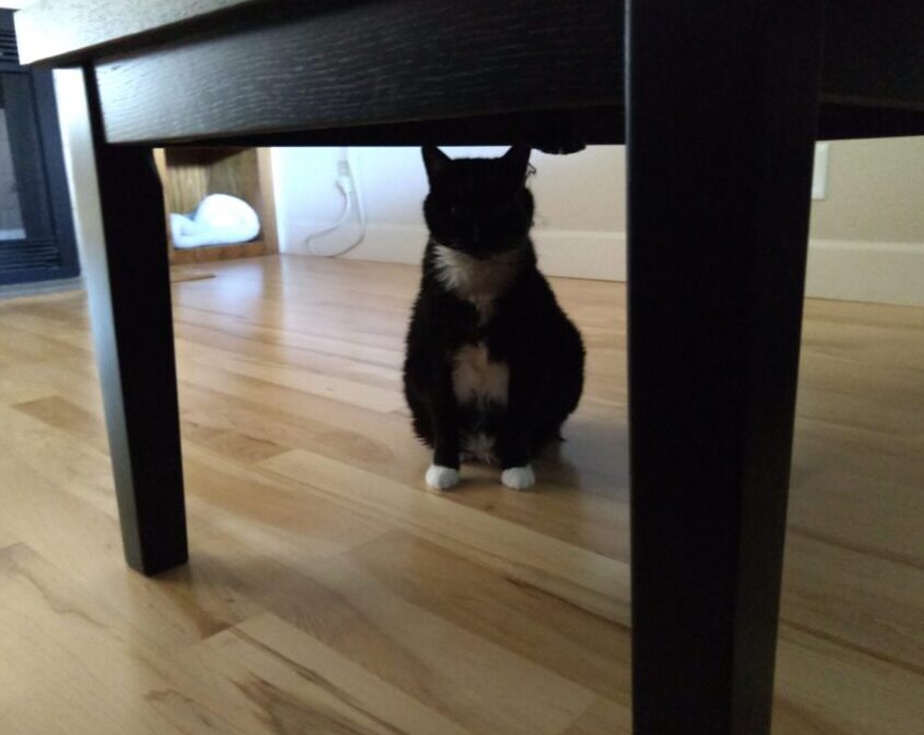 Huey the cat, sitting underneath a coffee table. It's dark under the table si we can't see her face, just the outline of her