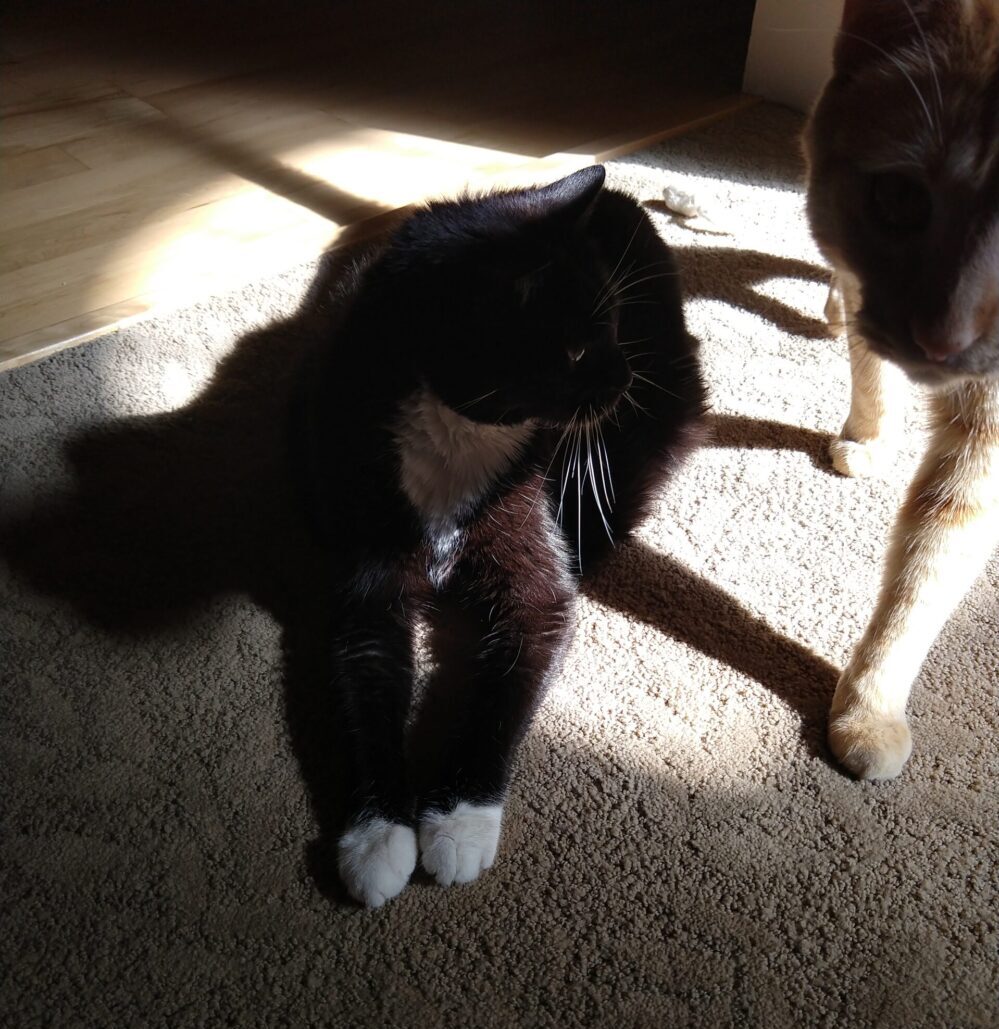Huey the cat lying on the floor in the sun. Fritz is walking in front of her, directly towward the camera. His shadow covers Huey exactly and the tail of his shadow makes it look like she has a tail