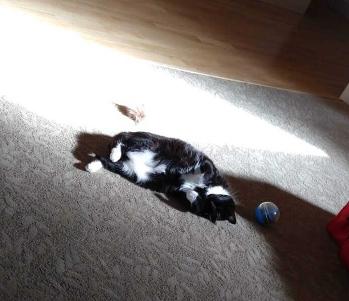 Huey the cat lying on the floor next to a big patch of sun. She's partially curled in on herself.