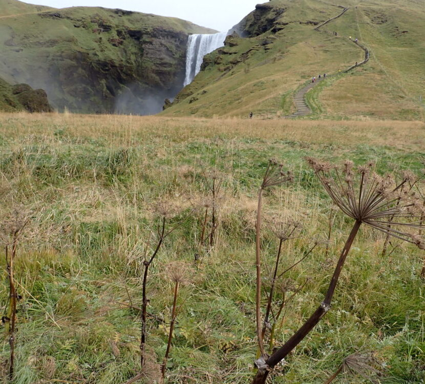 scrubby plants and long grass in the foreground with the waterfall peeking out from its alcove in the background