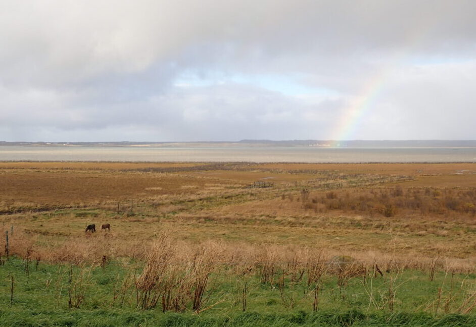 animals grazing in golden grass, the ocean in the background. There 's a rainbow in the mostly cloudy sky
