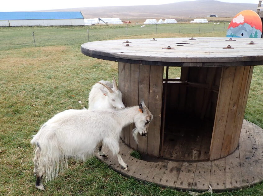 two white goats rubbint their heads on some kind of wooden structure