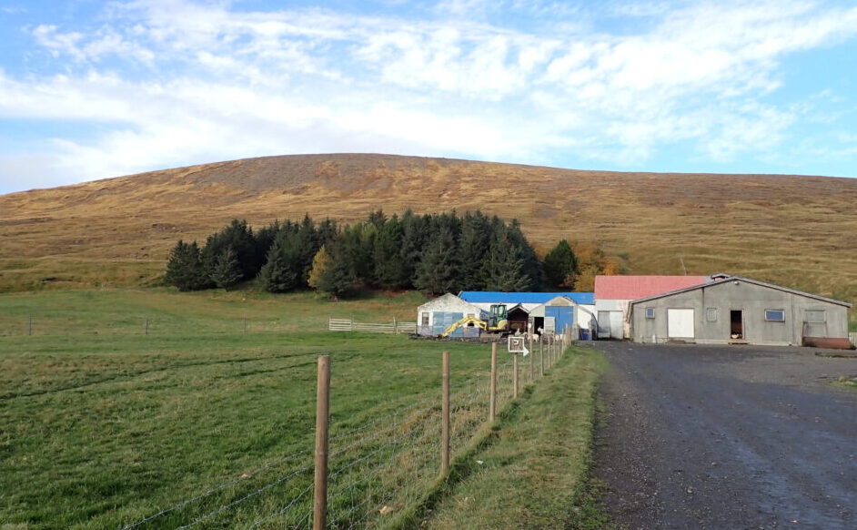 The fenced-in, grassy goat enclosure next to a dirt road. There are farm buidlings in the background, a copse of pine trees, and a hill under a bright-blue sky.