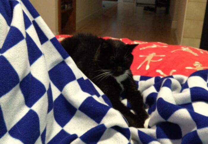 Huey the cat relaxing on her couch blanket with her front legs stretched out ahead of her