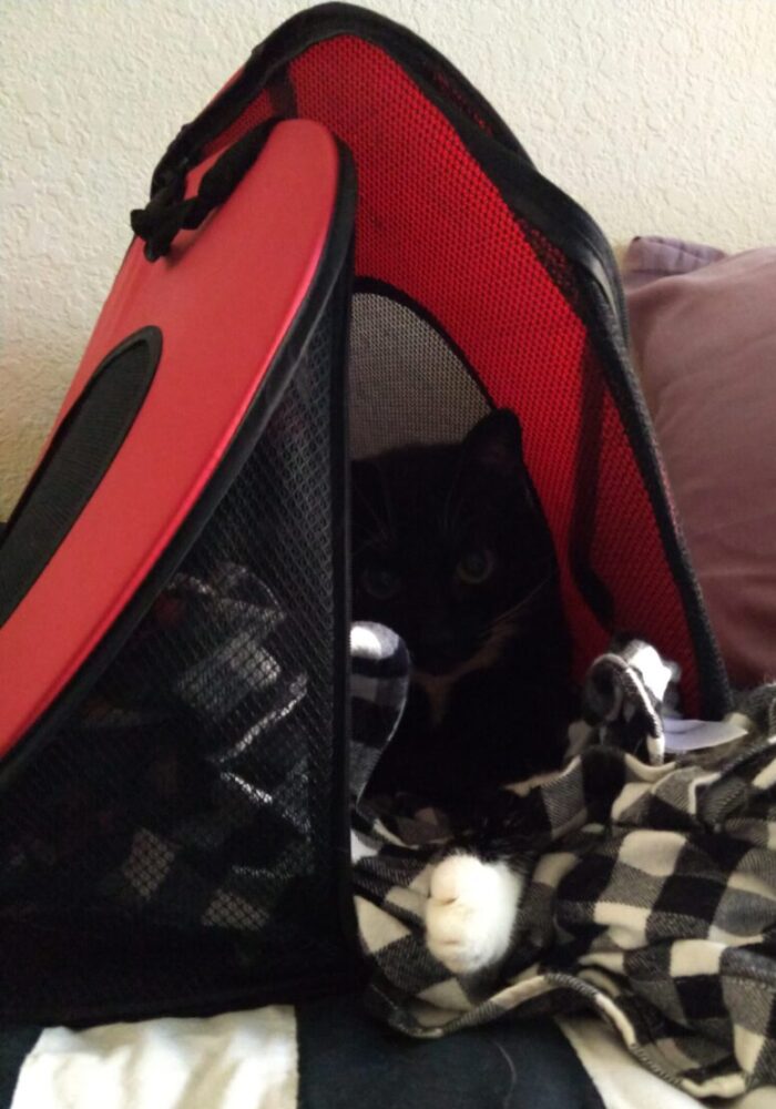 Huey the cat inside a cat carrier, looking at the camera