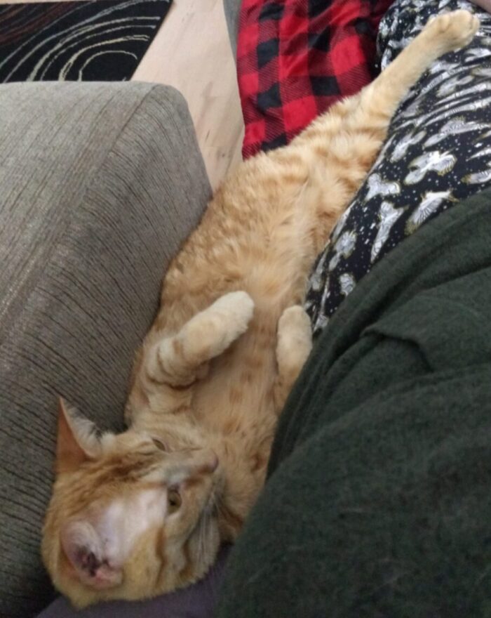 Fritz the cat, squished between my hip and the arm of the chair. He's on his back and has his back legs stretched out