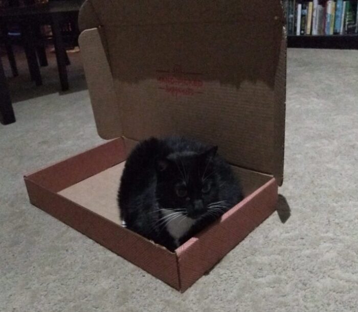 Huey the cat sitting in a shallow box