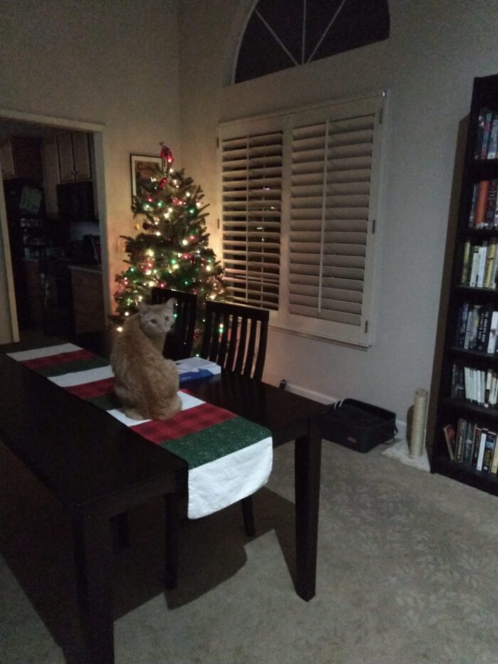 Fritz the cat sitting on the dining table, which is adorned with a christmas-colored table runner. The Christmas tree is in a corner about six feet away. Fritz is looking over his shoulder at the camera and he looks alarmed