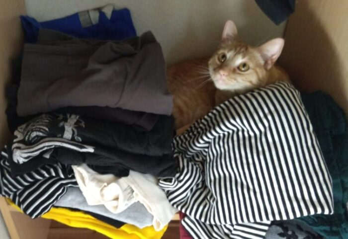 Fritz the cat nestled between piles of folded shirts in my closet