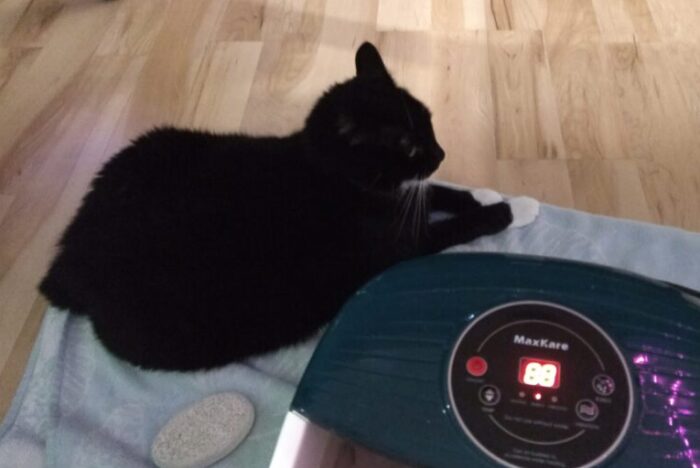 Huey the cat lying on the edge of a towel near a foot bath