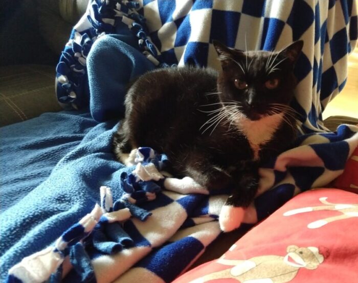 Huey the cat sitting on the couch on top of her blanket