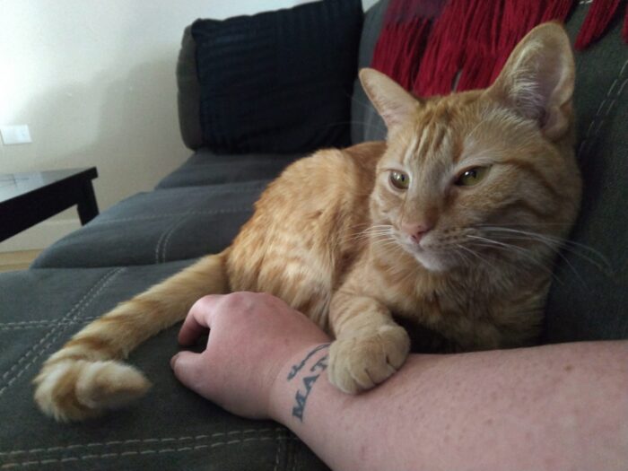 Fritz the cat on the couch. One of his front paws is placed across my wrist