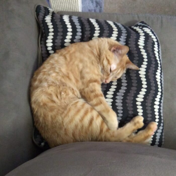 Fritz the cat sleeping, partially curled up, on top of a pillow on the couch