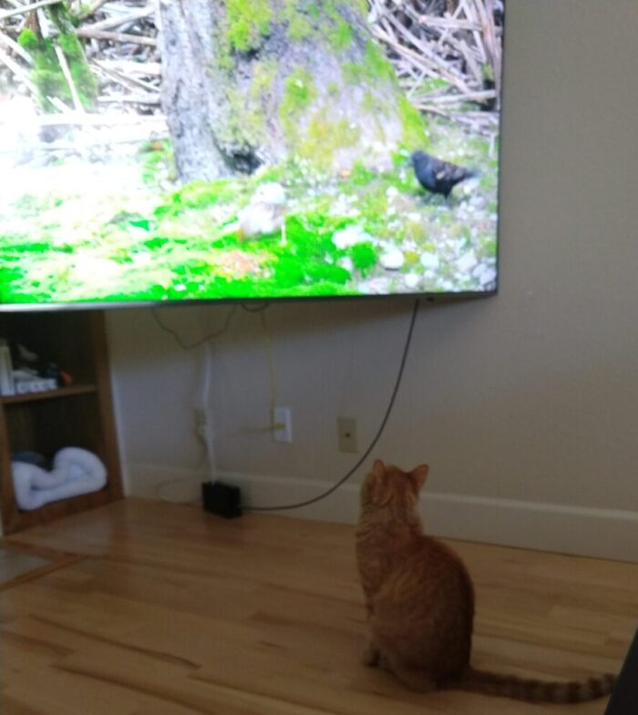 fritz the cat, sitting on the floor, looking up at the TV which is playing a video of birds doing bird things out in nature