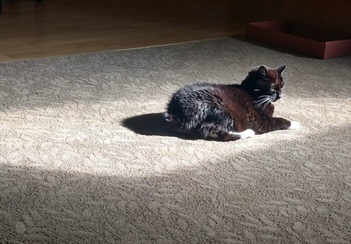 Huey the cat lounging on the floor in a notable bubble of bright afternoon light that is coming through the window
