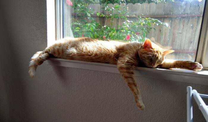 Fritz the cat lounging in a sunny windowsill. He is stretched long and his legs are hanging over the edge of the sill.