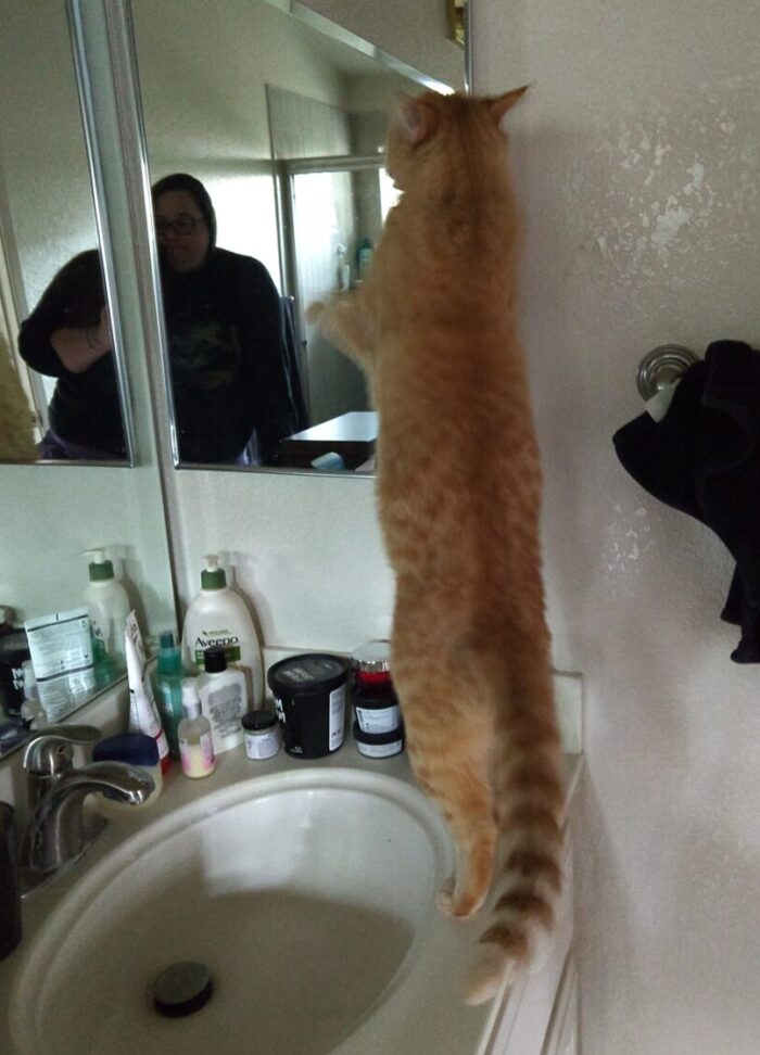 Fritz the cat standing on the bathroom counter, fully stretched out and pawing the mirror. I am visible in the background, making a face of annoyance
