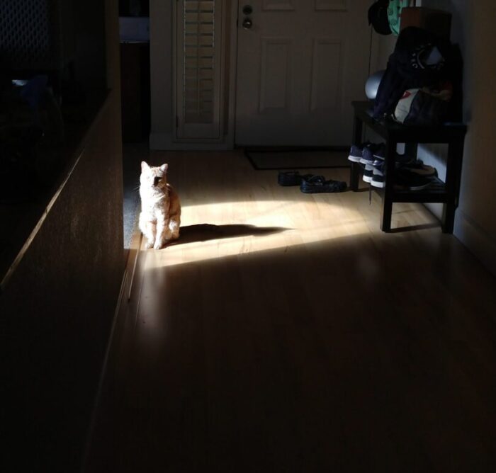 Fritz the cat, standing in a bright circle of light, his shadow visible. Everything around him his relatively dark