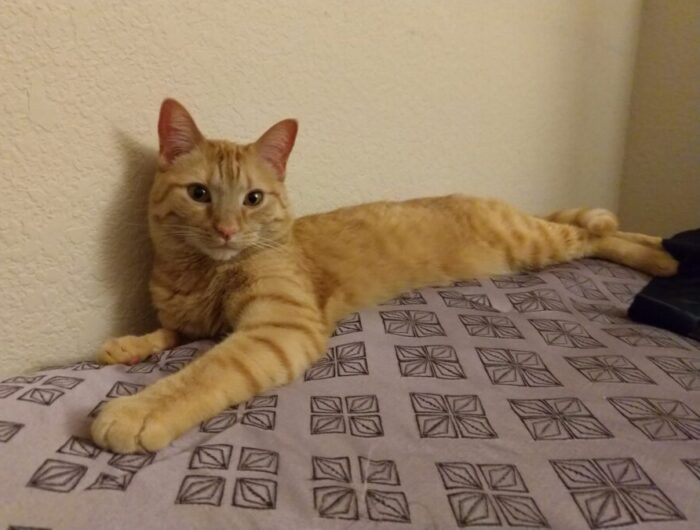 Fritz the cat stretched out on the edge of the futon, leaning against the wall. He is looking (seductively?) at the camera