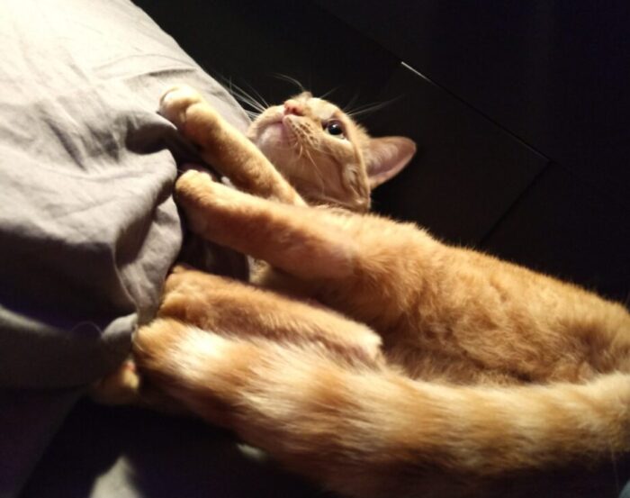 Fritz the cat, on his side in bed, apparently attacking a pillow. His butt is towards the camera