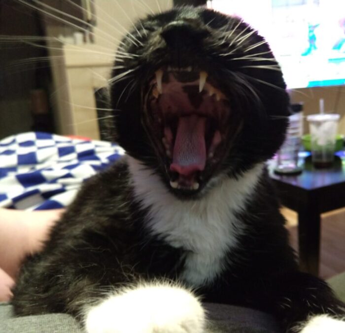 A photo of Huey the cat's open mouth while she's in the middle of a big yawn