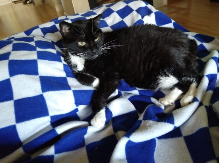 Huey the cat lounging in her spot on the couch