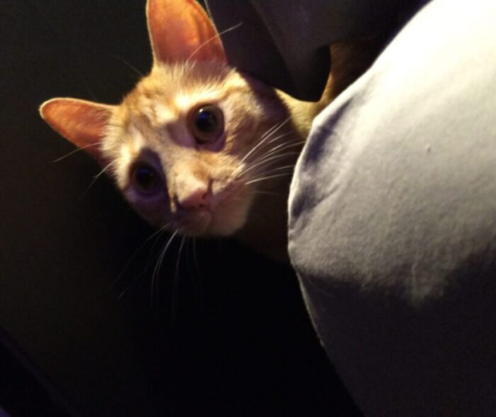 Fritz, his eyes wide, peeking out from behind a corner of the bed