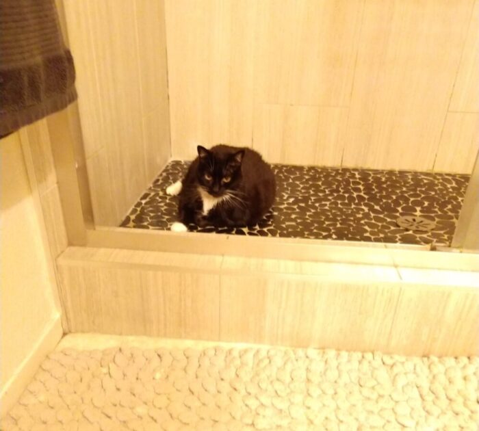 Huey the cat, lying down on the shower floor, glaring at the camera