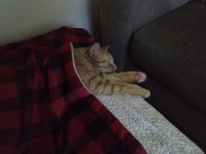 Fritz the cat lying under a blanket, his head, shoulders, and front legs sticking out