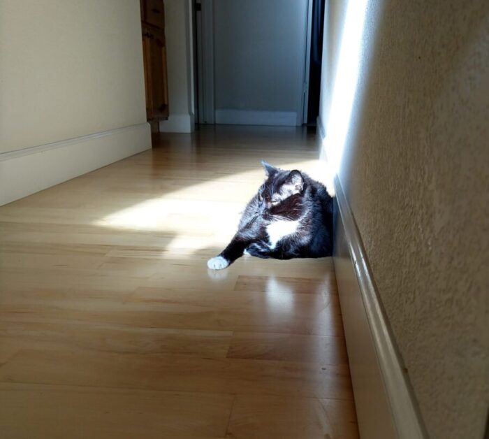 Huey the cat lying on the floor in the hallway, illuminated by a shaft of sunlight