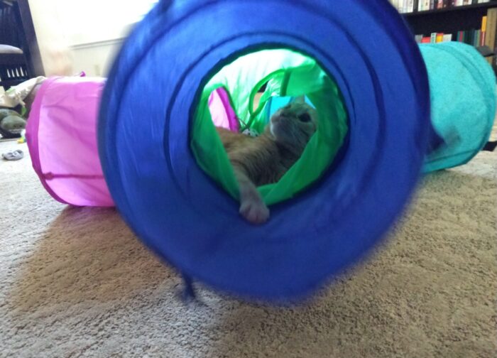 Fritz the cat at the center of his new tunnel toy going completely bonkers