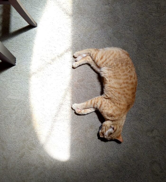Fritz the cat lying on his side on the floor. It looks like he's standing on a patch of sun coming in through the window