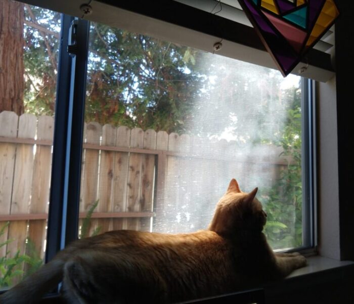 Fritz the cat lying in the windowsill. It's shady but a shaft of light is shining on his head and upper back.
