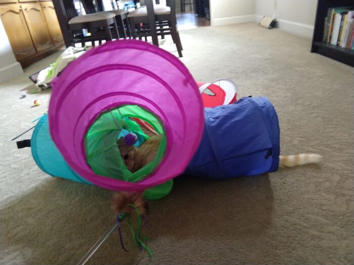 Fritz the cat lying in the middle of the tunnel toy, attacking a wand toy from inside. His tail is sticking out one end and his crazed face is visible