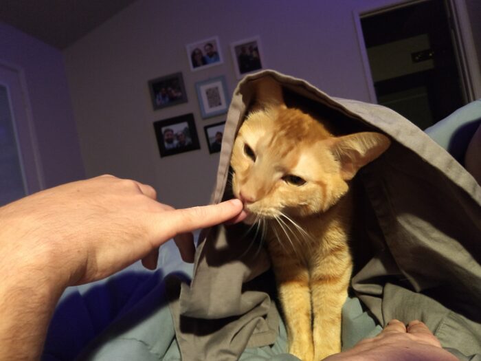 Fritz the cat, underneath a sheet, licking Kirk's finger