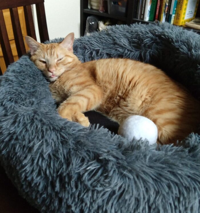 Fritz the cat lounging in his bed, his eyes half closed and his tongue partially out