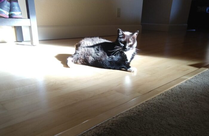 Huey the cat illuminated by a patch of sun