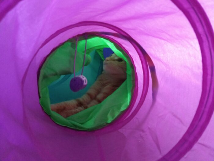Fritz the cat sitting in the center of his tube, his head tilted back and his eyes wide