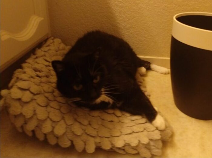 Huey the cat lying on a folded bath mat