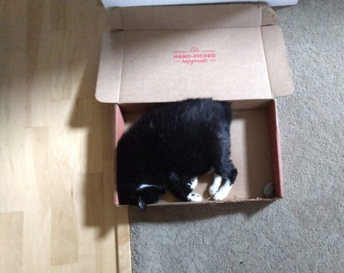 Huet the cat lying on her side, curled up in a shallow box