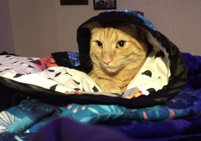 Fritz the cat covered in a blanket so it kind of looks like he has a hooded cloak on