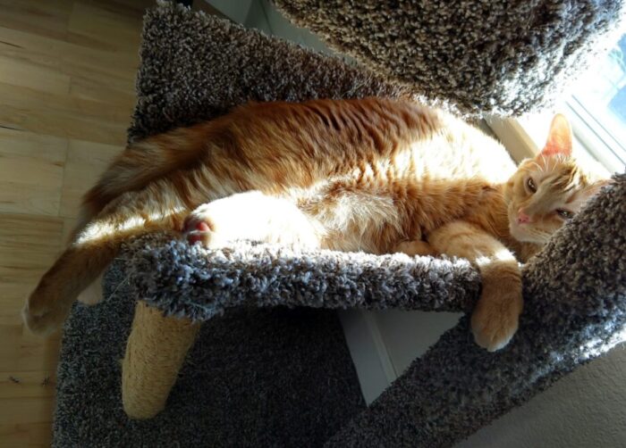 Fritz the cat lounging in the sun in his cat tree