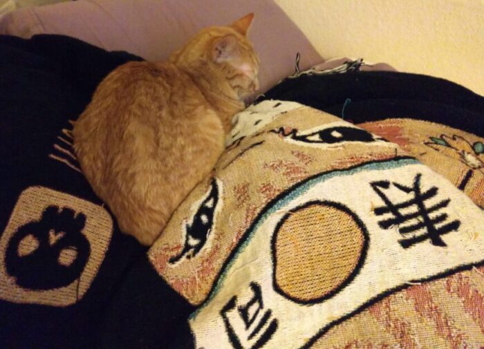 Fritz loafed up and snoozing on top of a nest of pillows and blankets