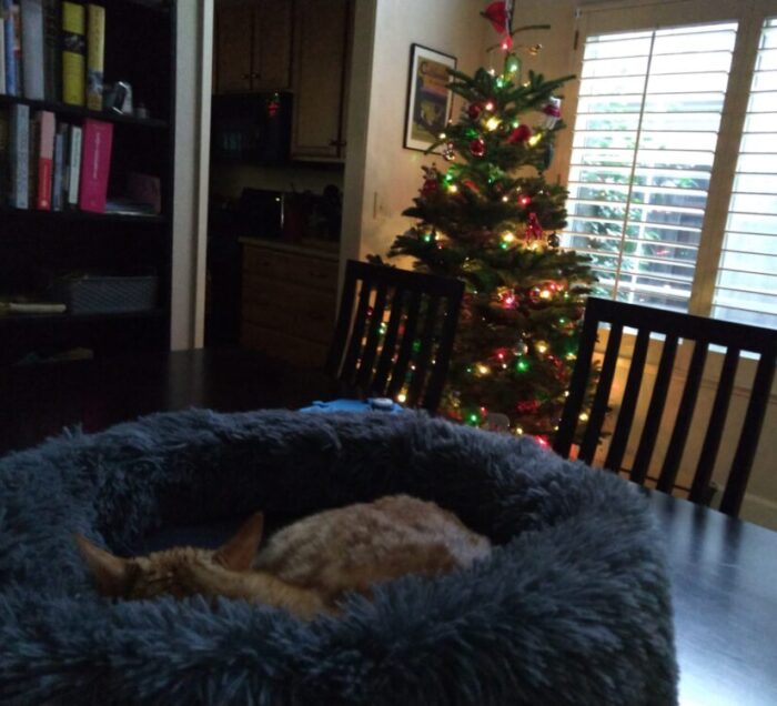 Fritz the cat sleeping in his bed on top of the dining table. The Christmas tree is a few feet away.