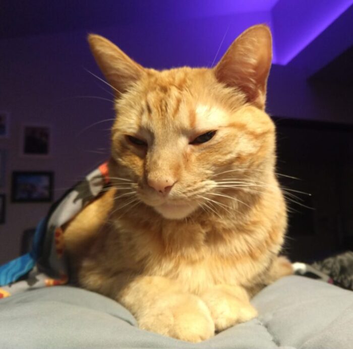 Fritz the cat lying on top of me in bed, his little peets in front of him, looking coyly at the camera